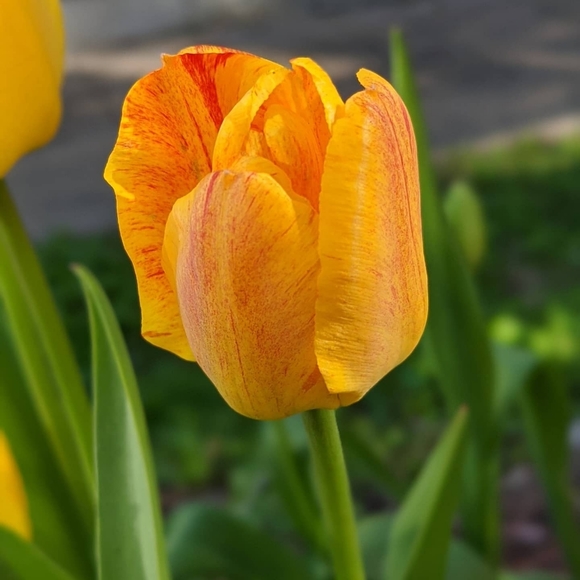 Meet your Posher, Bonnie - Picture 1 of 1